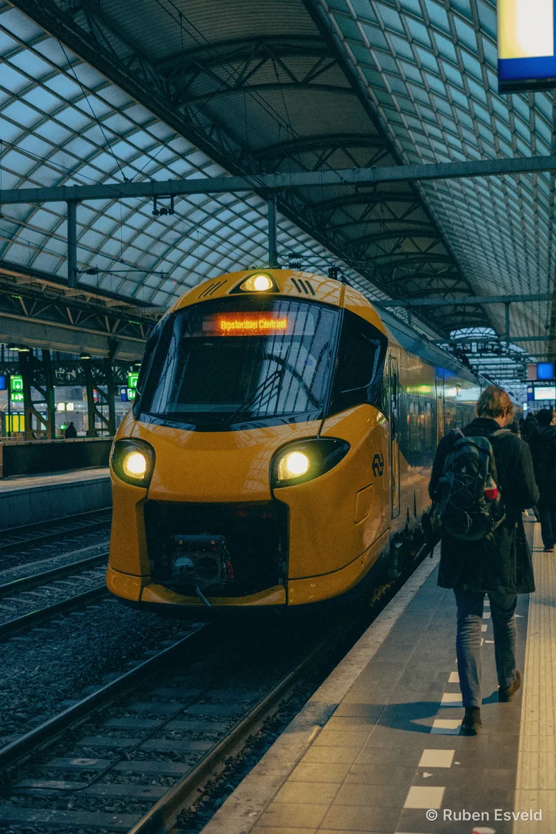 Wasp in Amsterdam